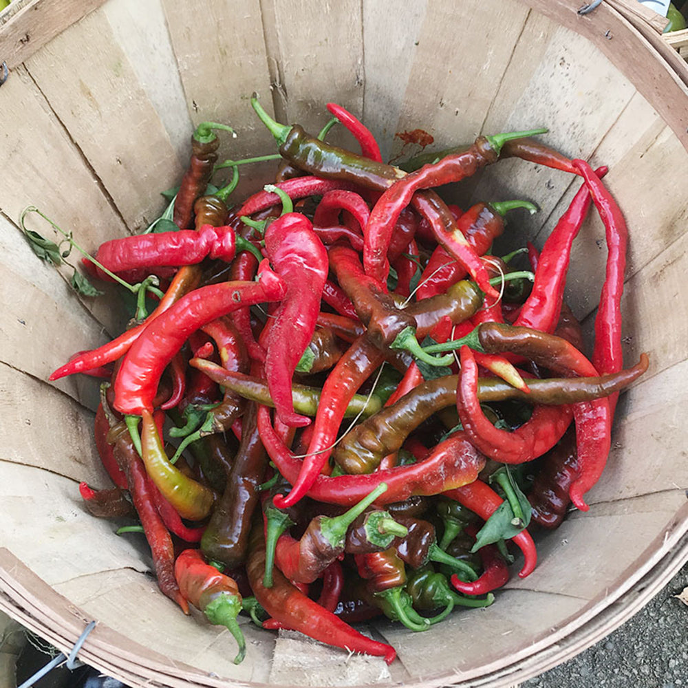 W960 Portugal Delicious Pepper