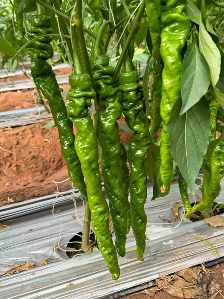 Zhongjiao No.1209 Spiral Pepper