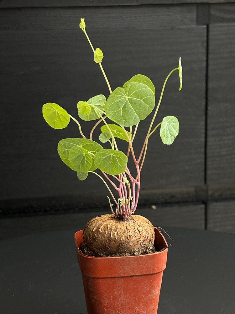 Stephania cepharantha