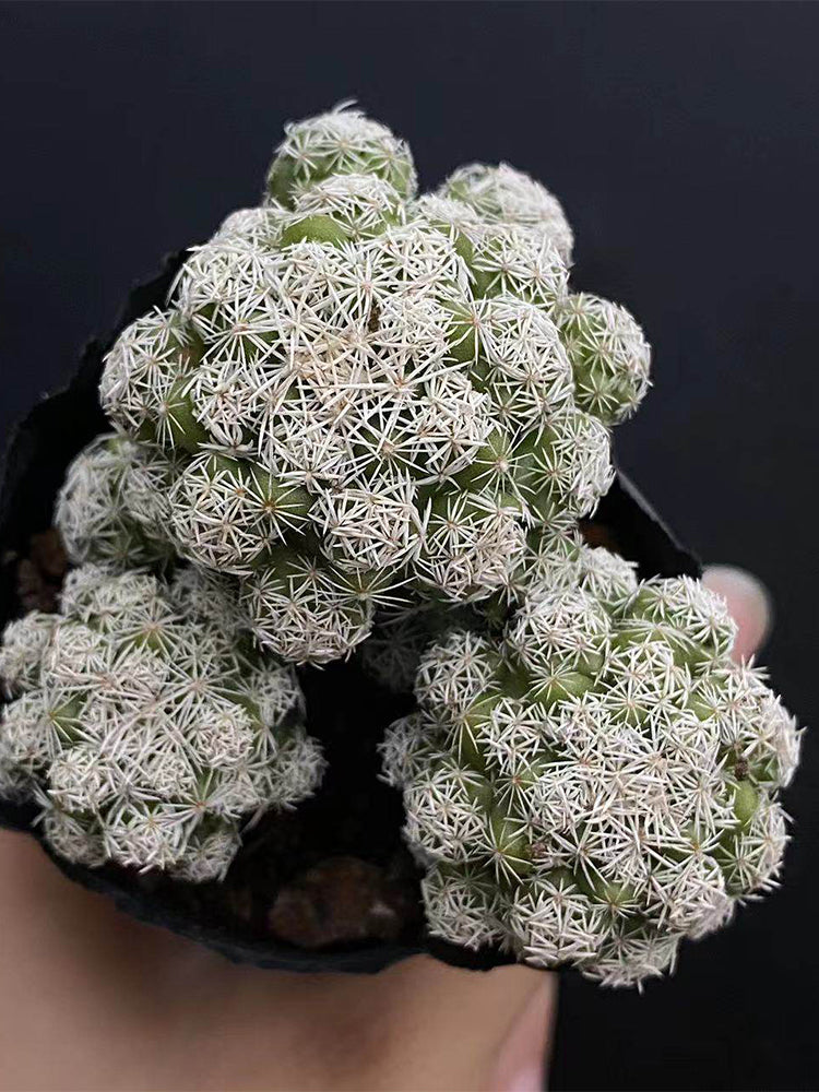 Mammillaria gracilis fragilis 'Thimble Cactus'