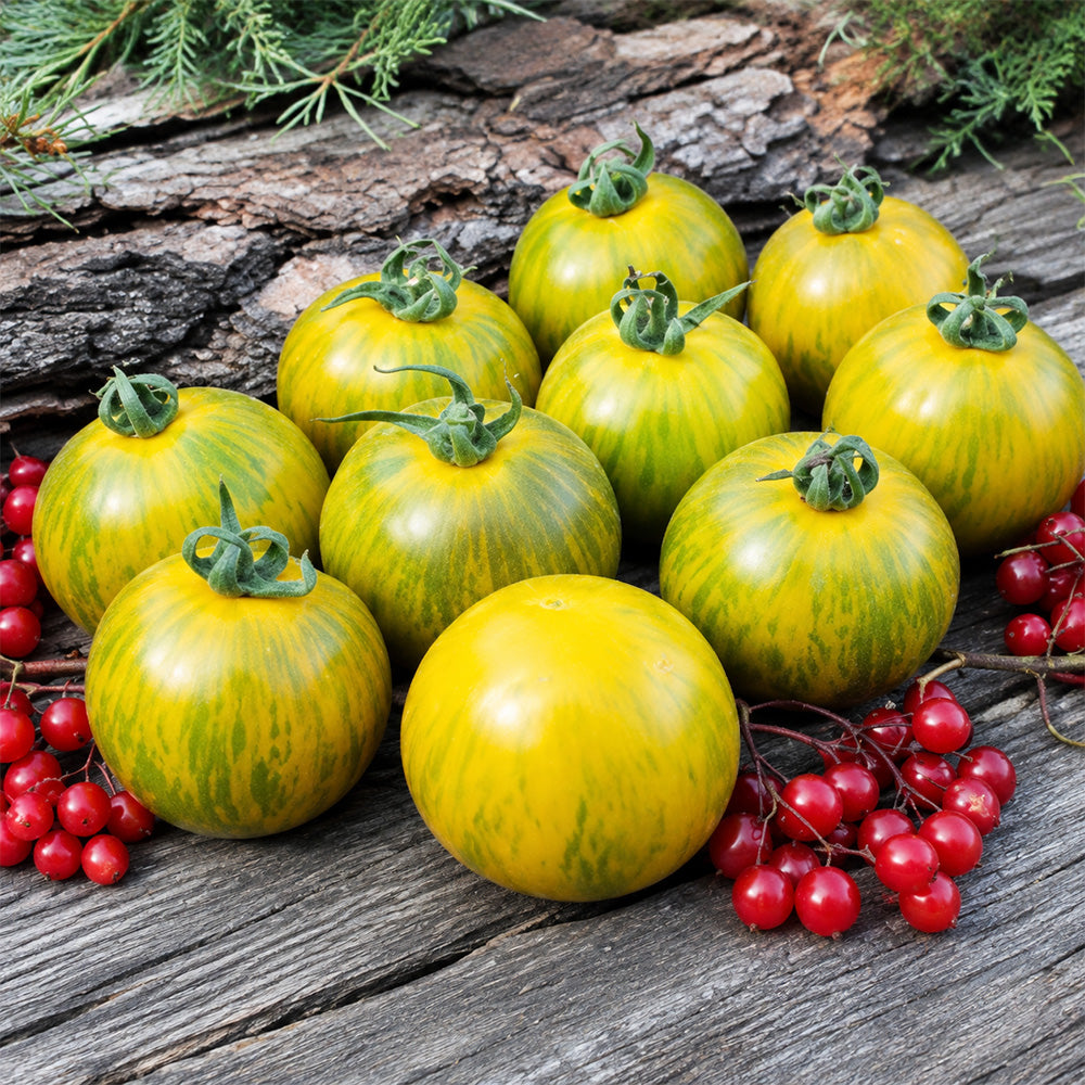 159 Seattle's Blue Woolly Mammoth Tomato