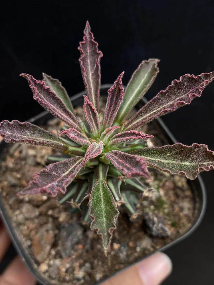 Monadenium schubei "Tanzania Red"