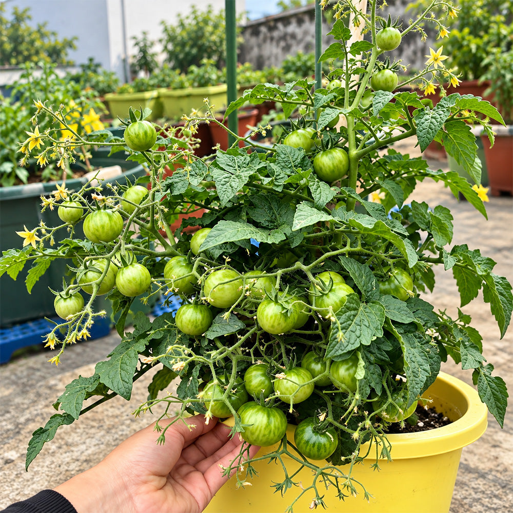 144 Dark Dwarf Multiflora Tomato