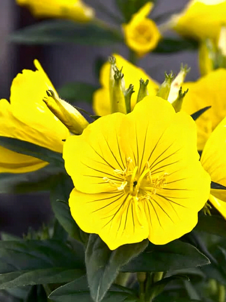 Yellow Evening Primrose