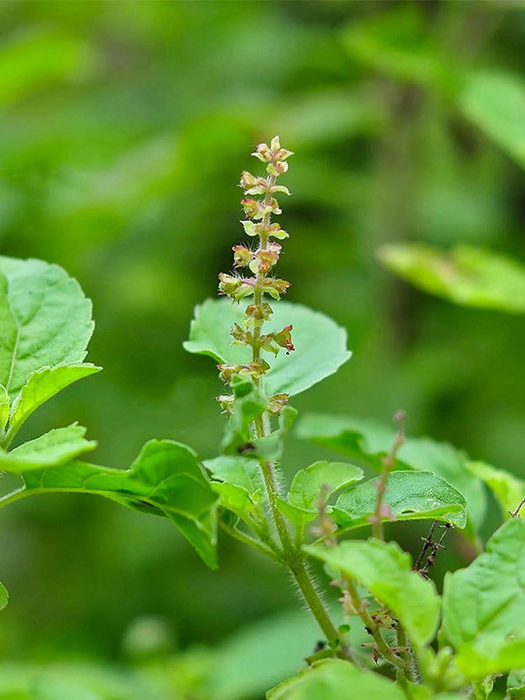 Holy Basil