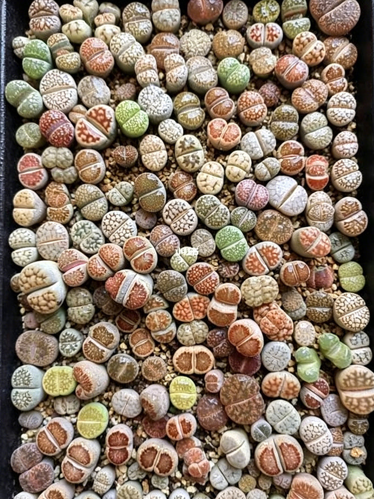 Mixed Lithops
