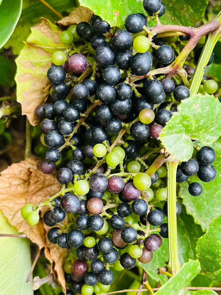 Mountain Grape