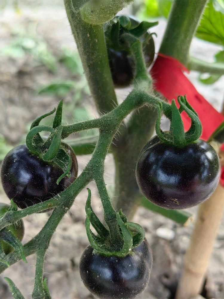 Obsidian Tomato