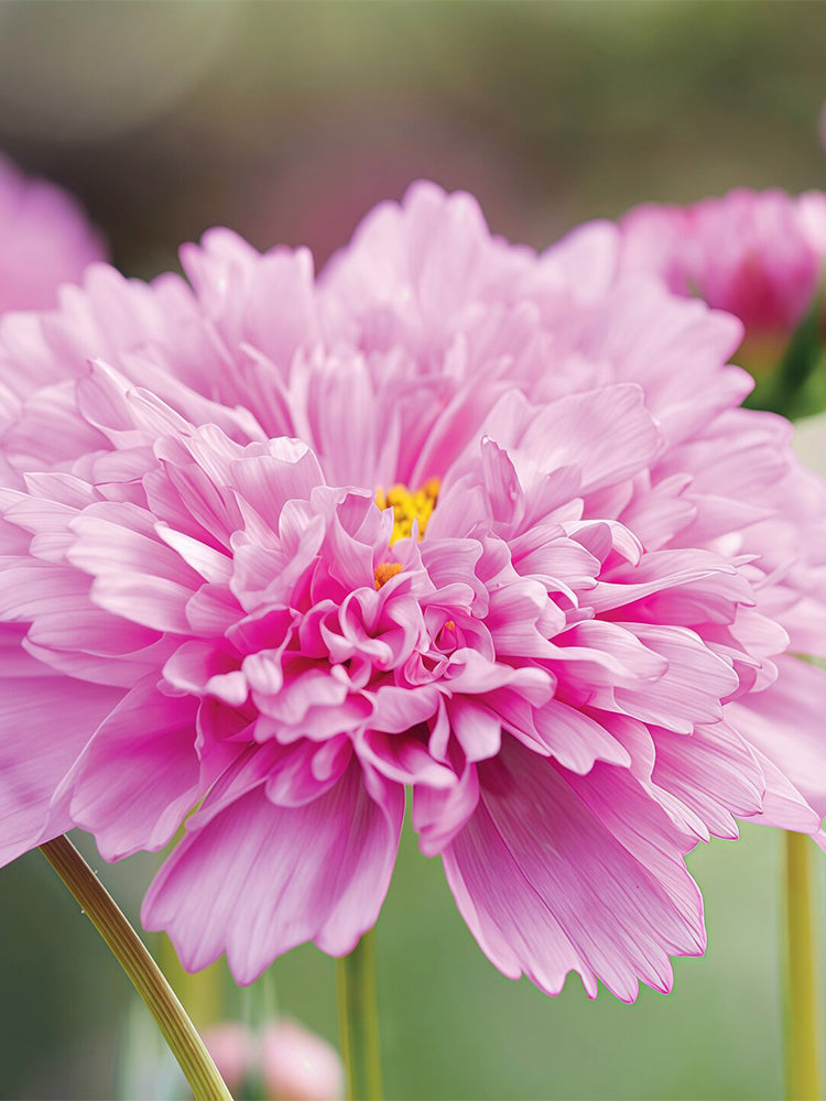 Double Pink Cosmos