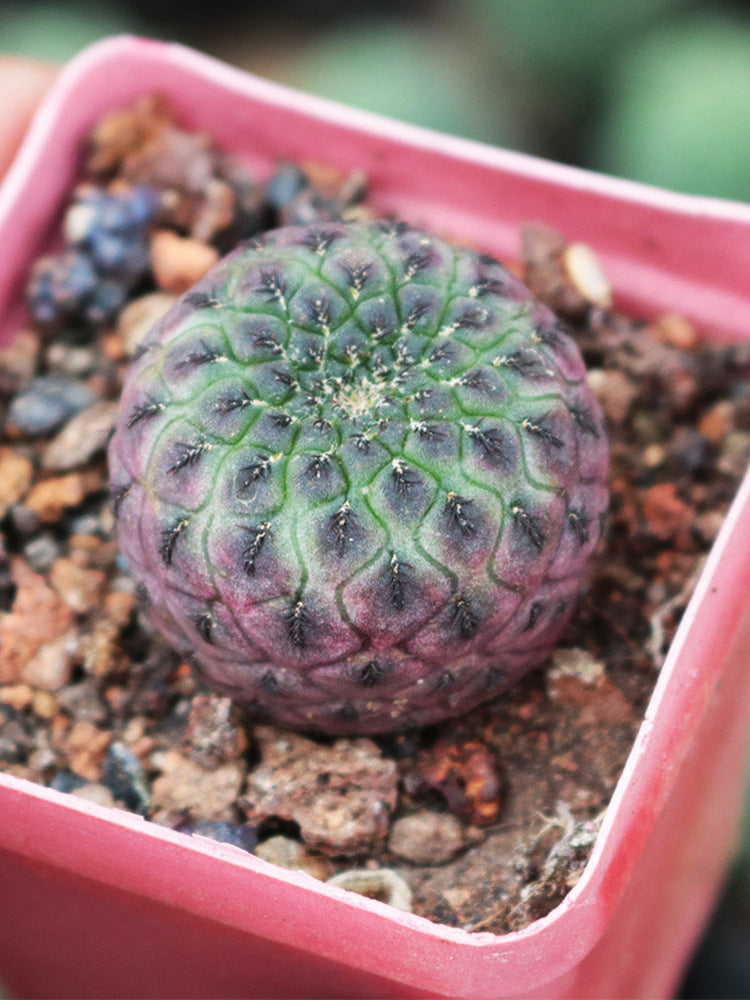 Sulcorebutia rauschii Live Cactus