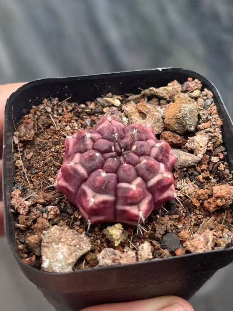 Gymnocalycium mihanovichii 'Day Dream'