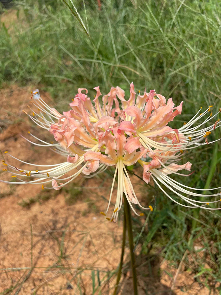 Lycoris 'Champagne'