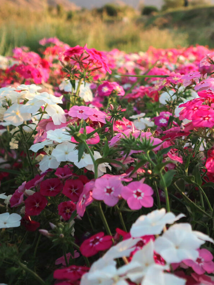 Phlox (Mixed Colors)