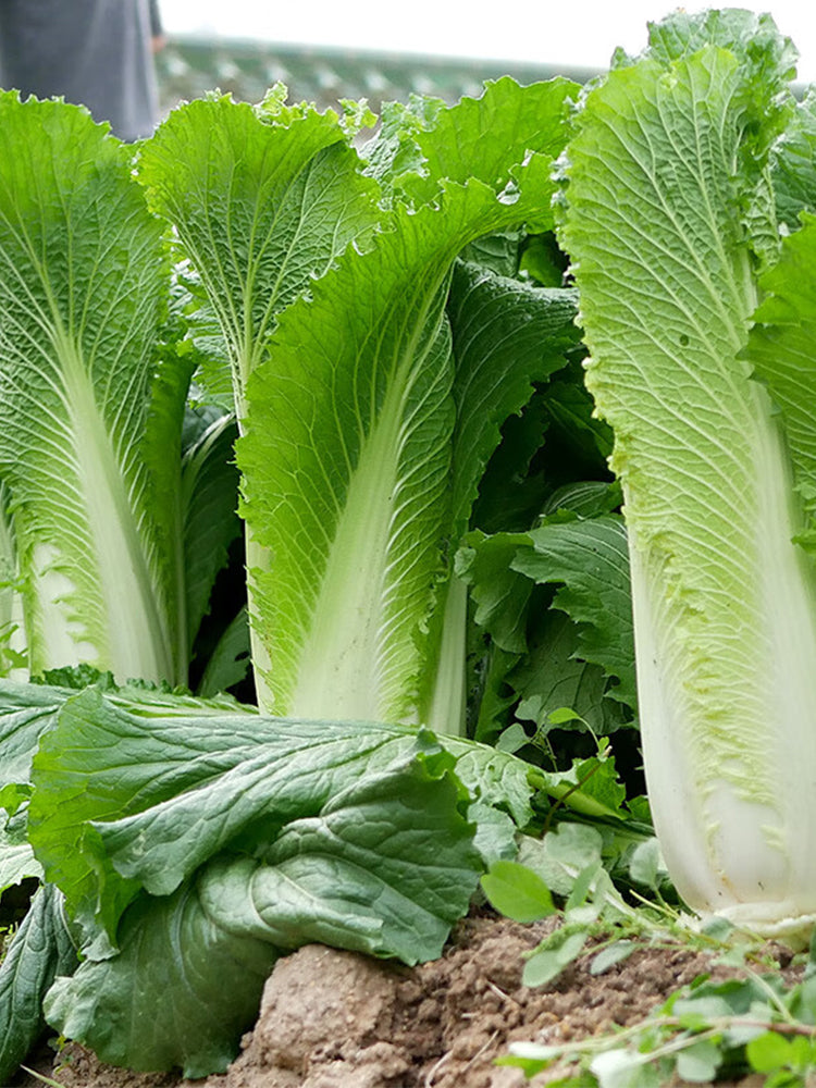 Tianjin Green Napa Cabbage