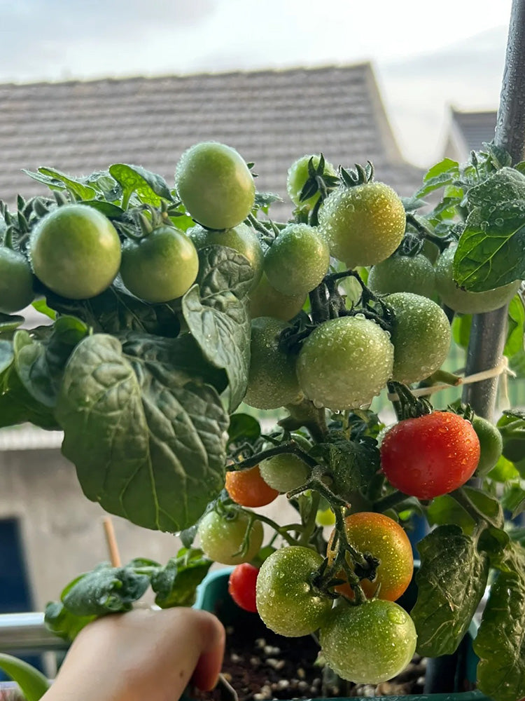 Dwarf Compact Red Cherry Tomato