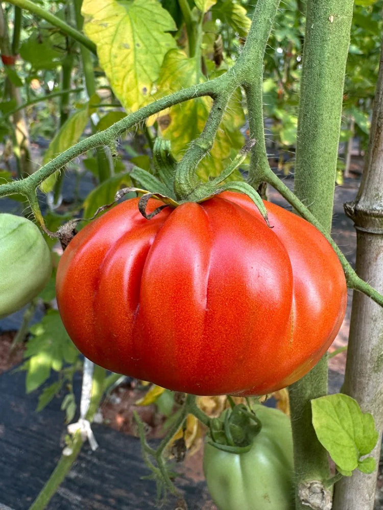 Camille Tomato