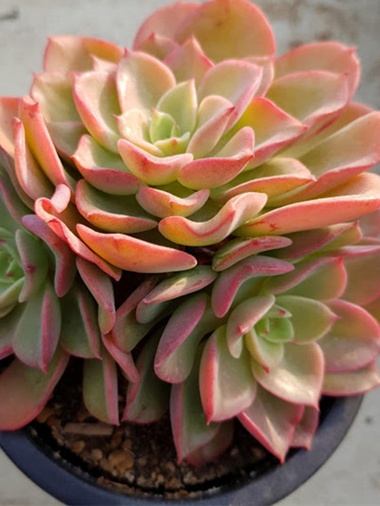 Echeveria 'Noble'