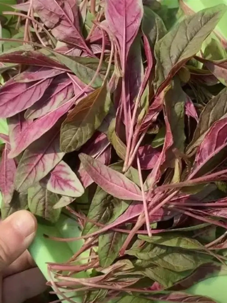 Zixia Red Willow-Leaf Amaranth