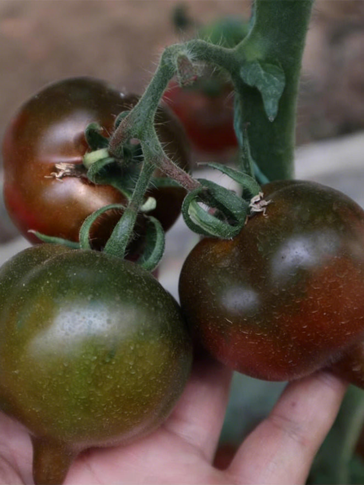 Purple Peach Tomato