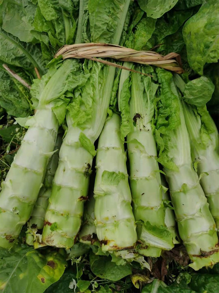 'Jiemei' Green Celtuce