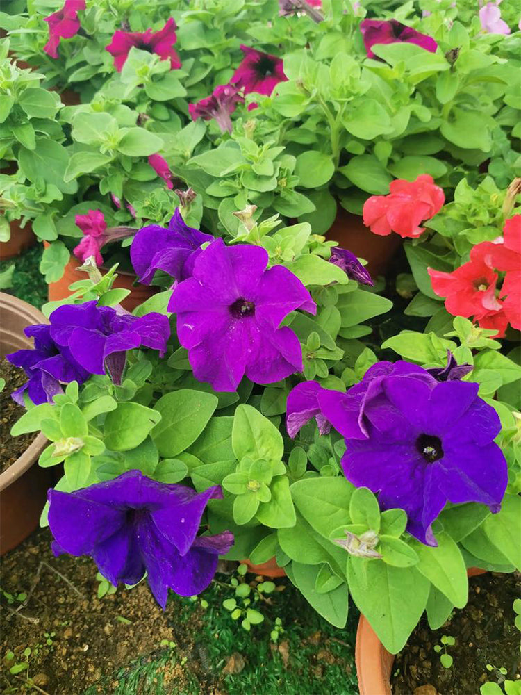 Hezhichun Mixed Color Petunia