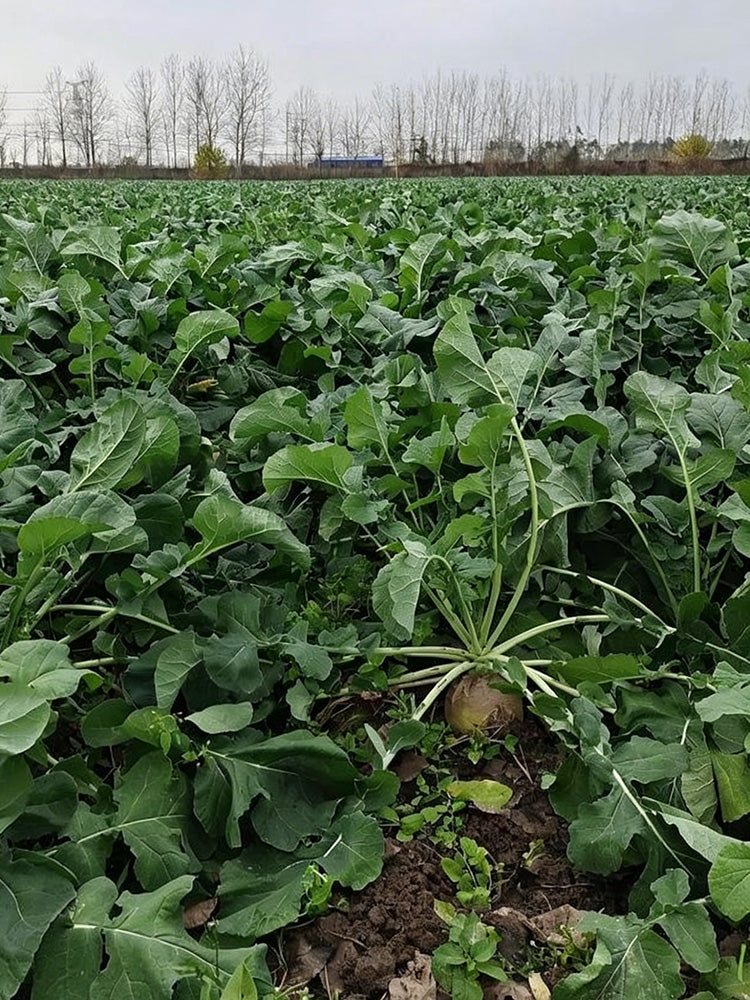 Giant Turnip