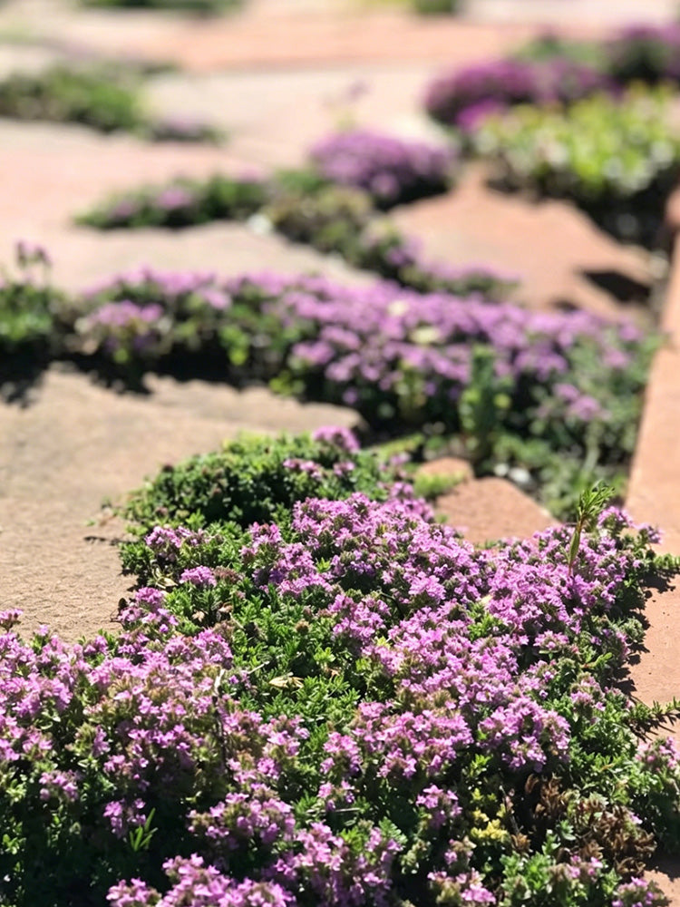 Creeping Thyme