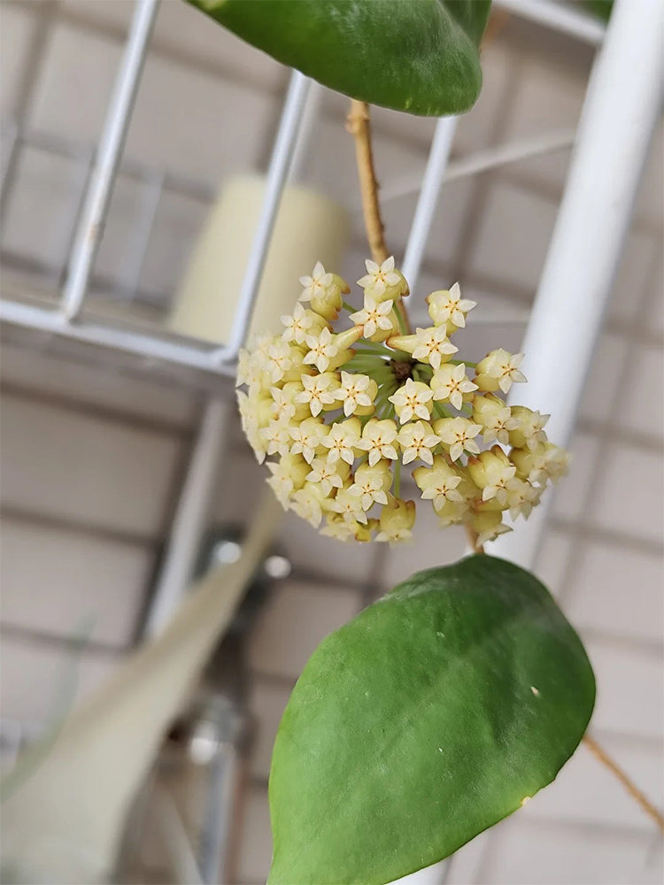 Hoya incrassata Unrooted Stem Cuttings