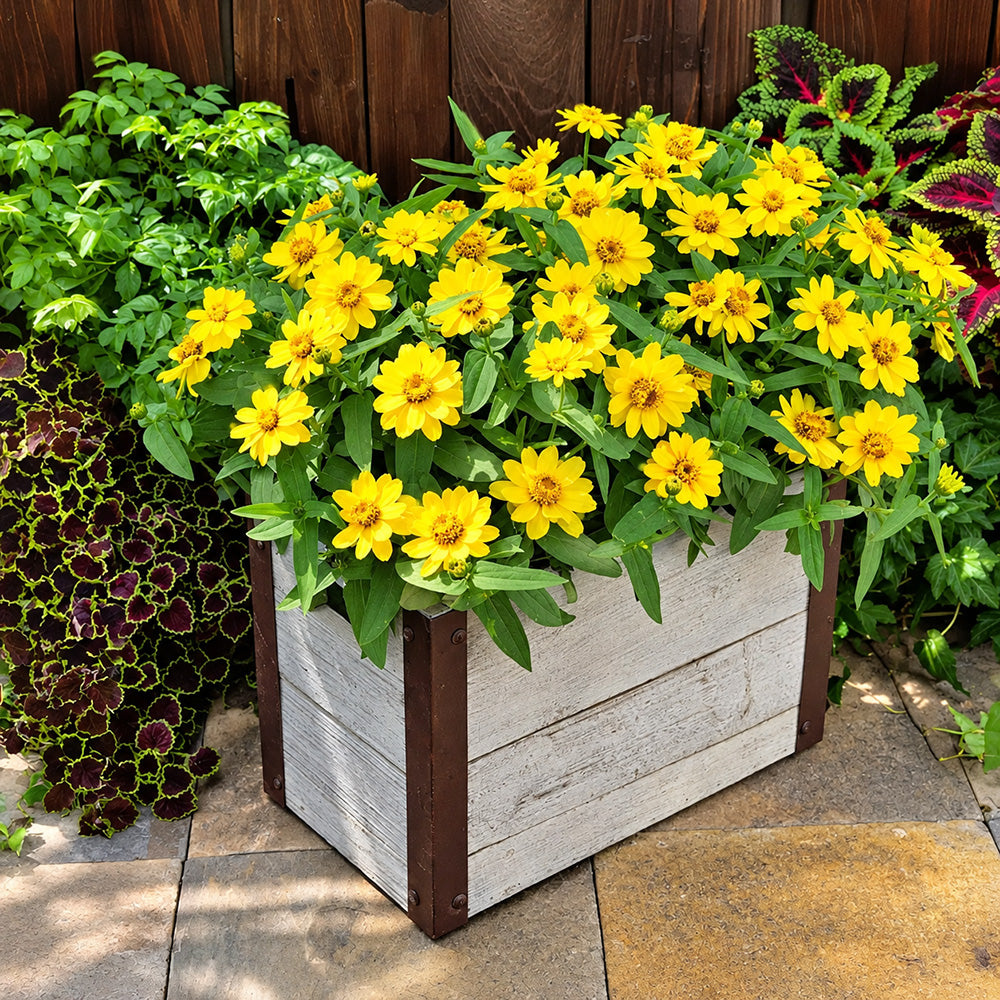 W1344 Zahara Yellow Zinnia