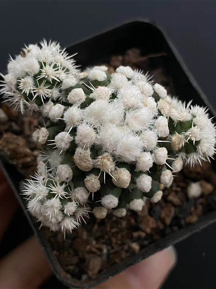 Mammillaria gracilis 'Arizona Snowcap'