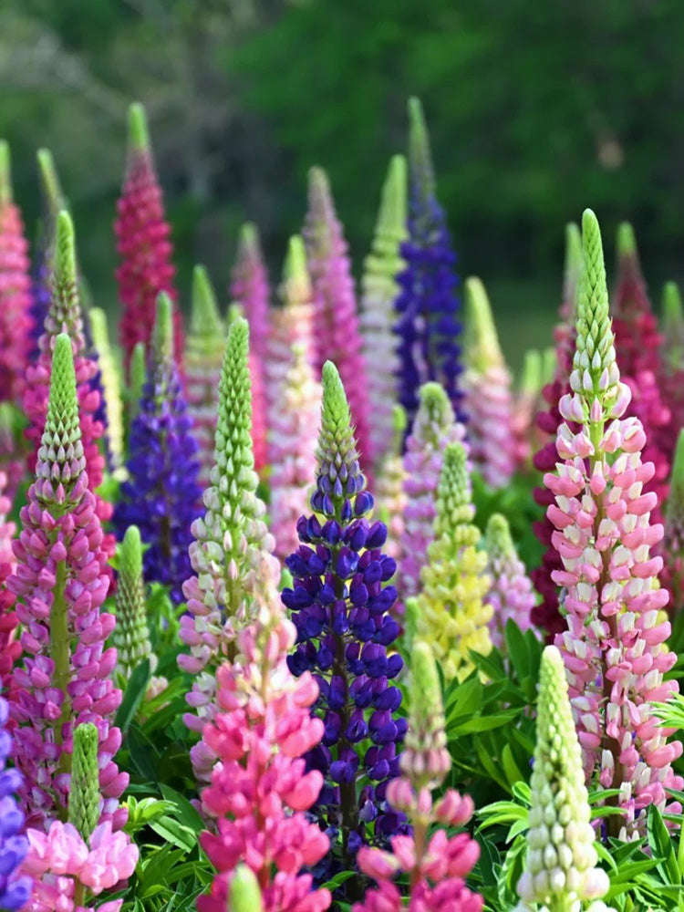 Mixed Color Lupine