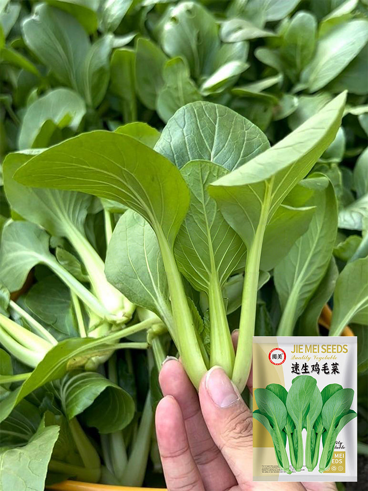 Jiemei Fast-growing Baby Bok Choy