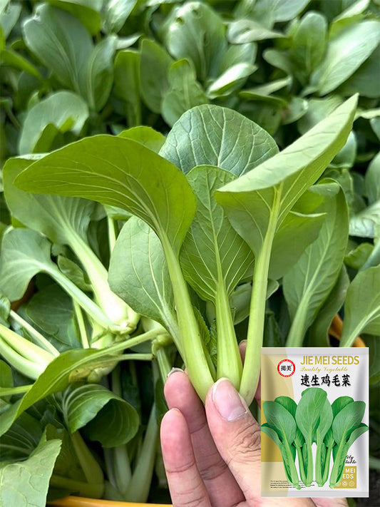 Jiemei Fast-growing Baby Bok Choy