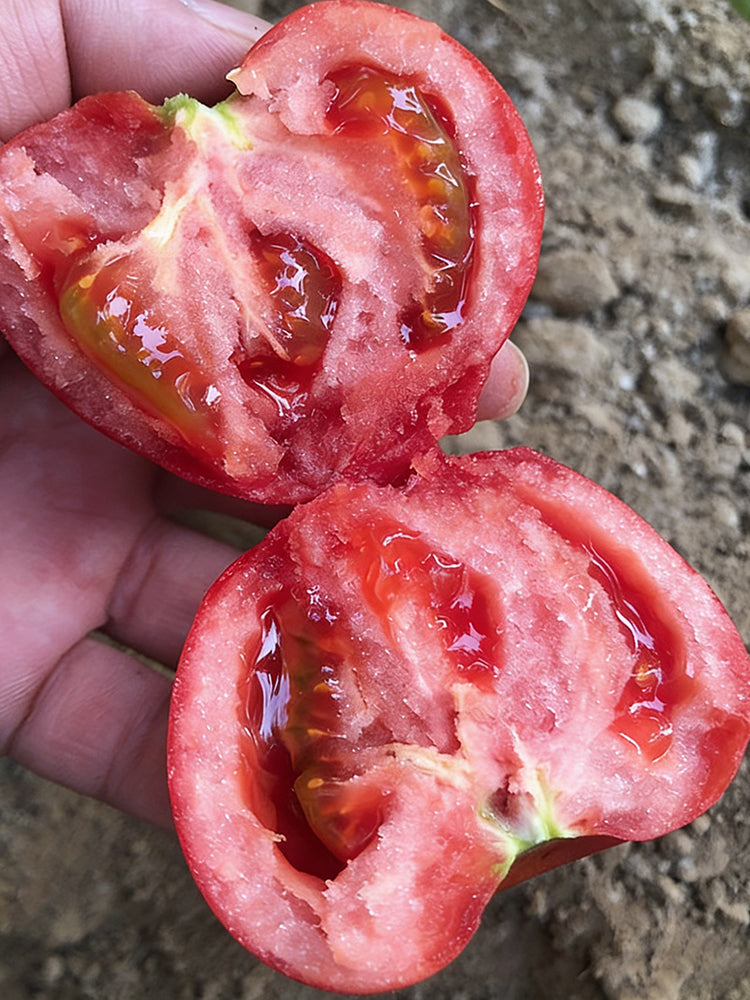 Super Sweet Pink Beauty Tomato
