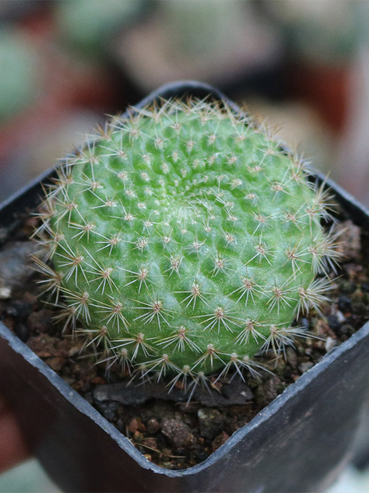 Rebutia minuscula