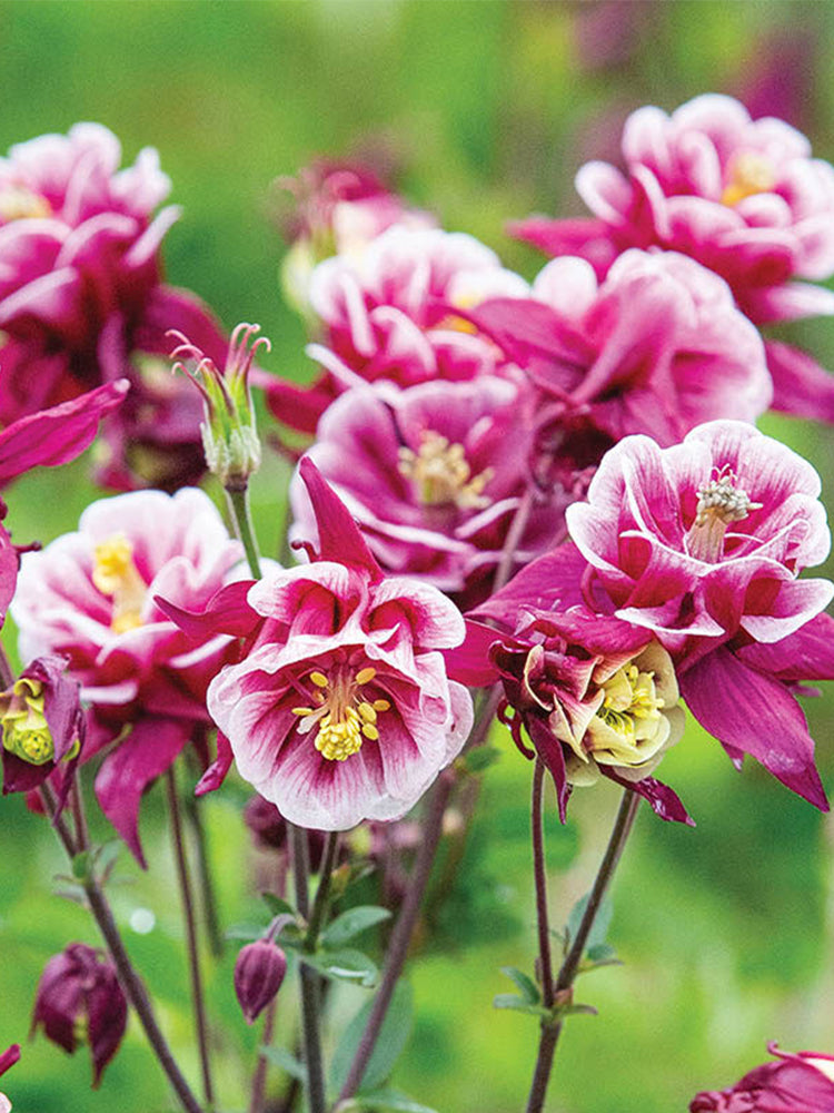 Aquilegia vulgaris 'Crown'