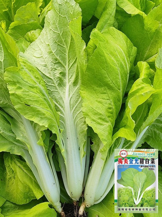 'Jiemei Golden Sweet' Bok Choy