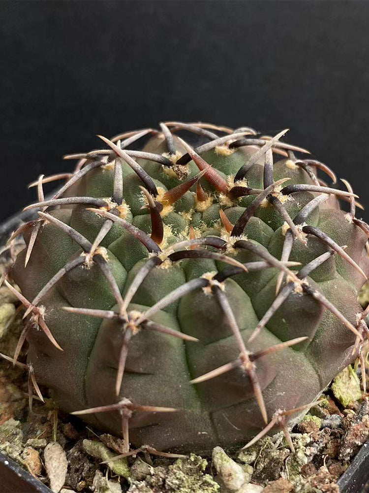 Gymnocalycium riojense