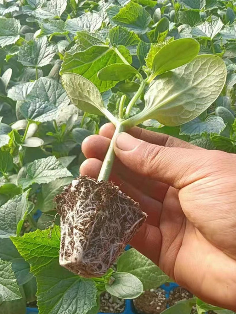 Qingyuan Black Stem Rootstock