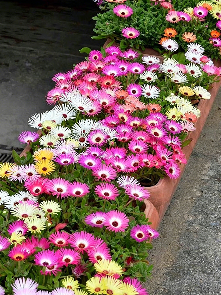 Summer Color Mix Lampranthus