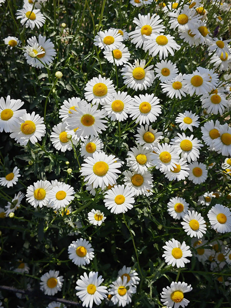 Shasta Daisy