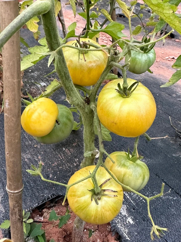 White Wax Tomato