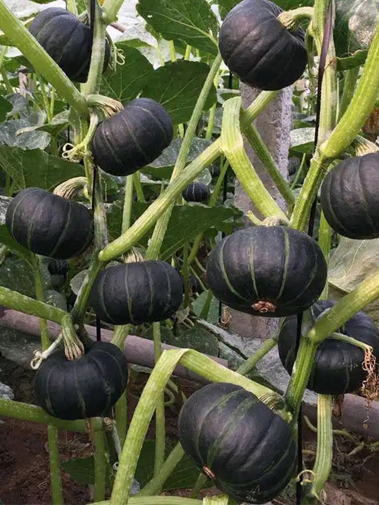 Green Beibei Pumpkins