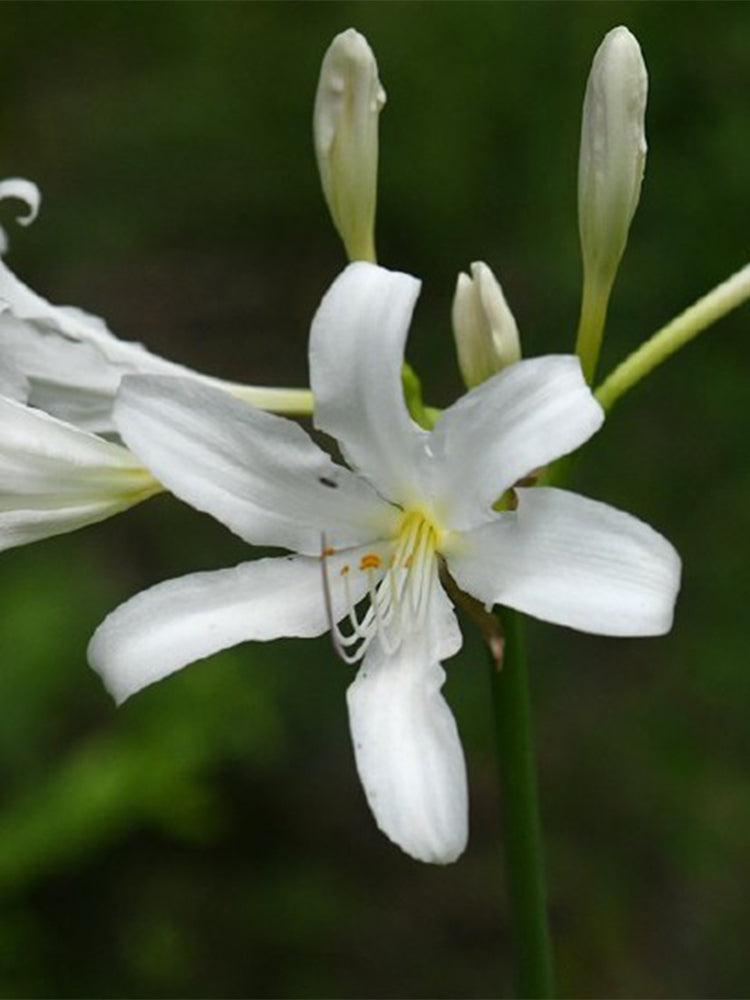 Long-Tube Lycoris