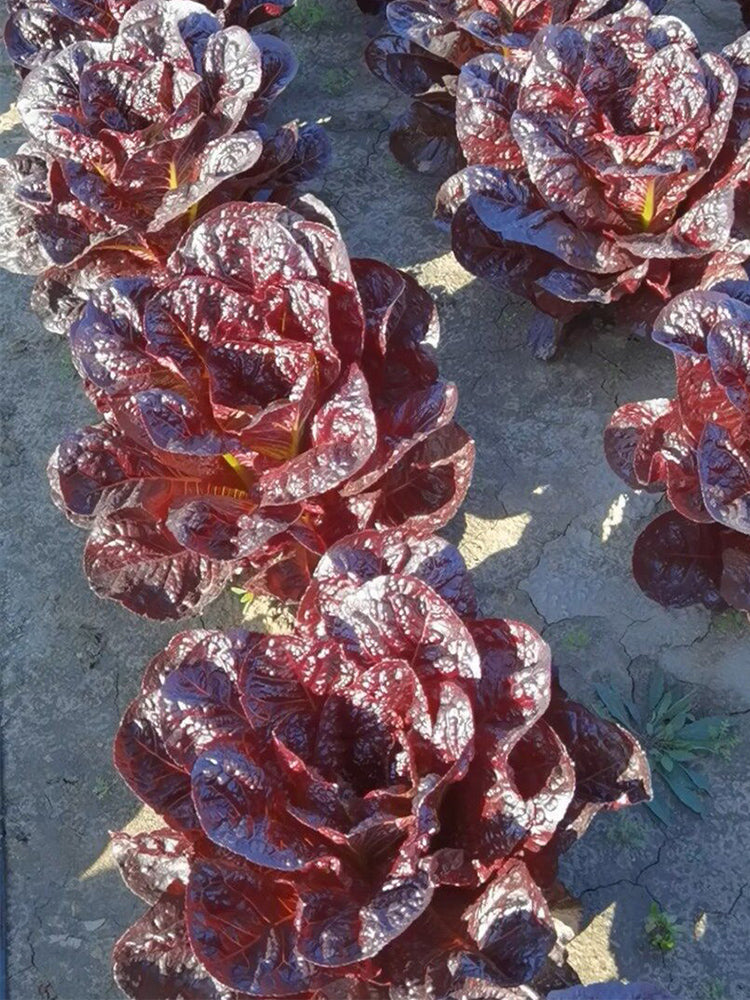 Purple Leaf Romaine Lettuce