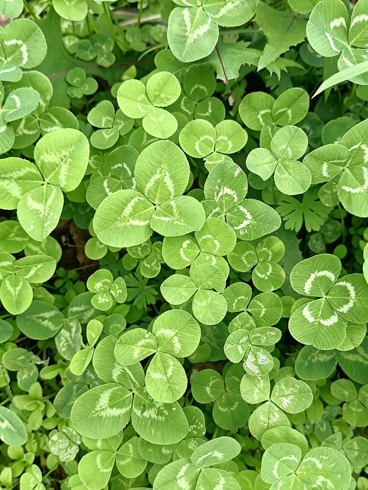 White Mini Clover