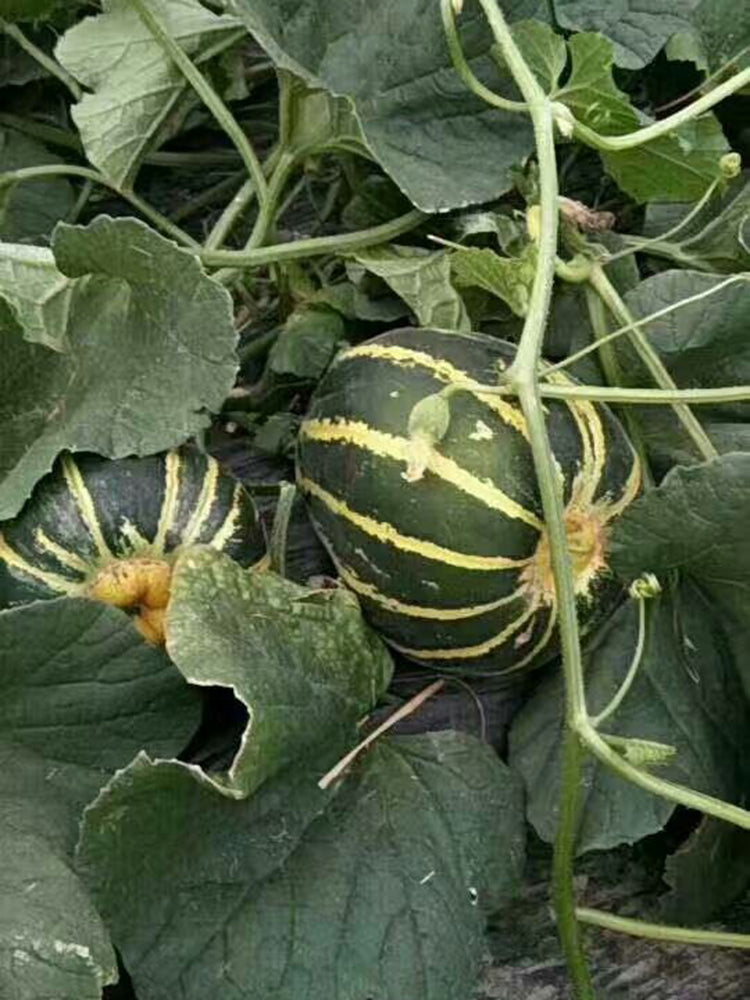 Bing Tangzi Melon