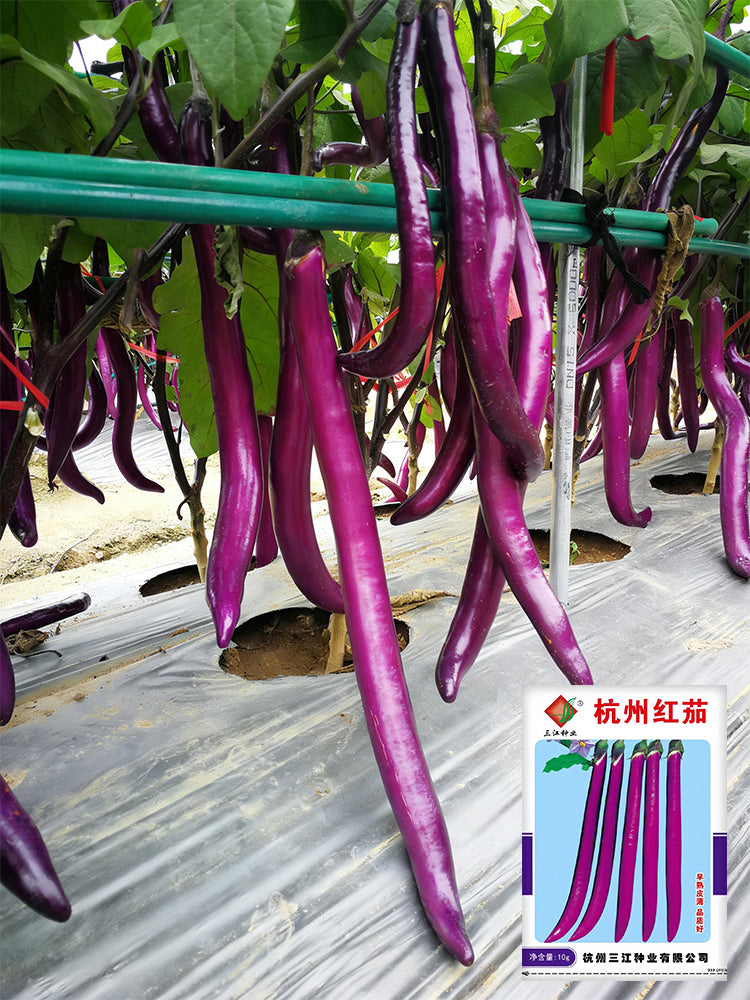 Hangzhou Red Eggplant