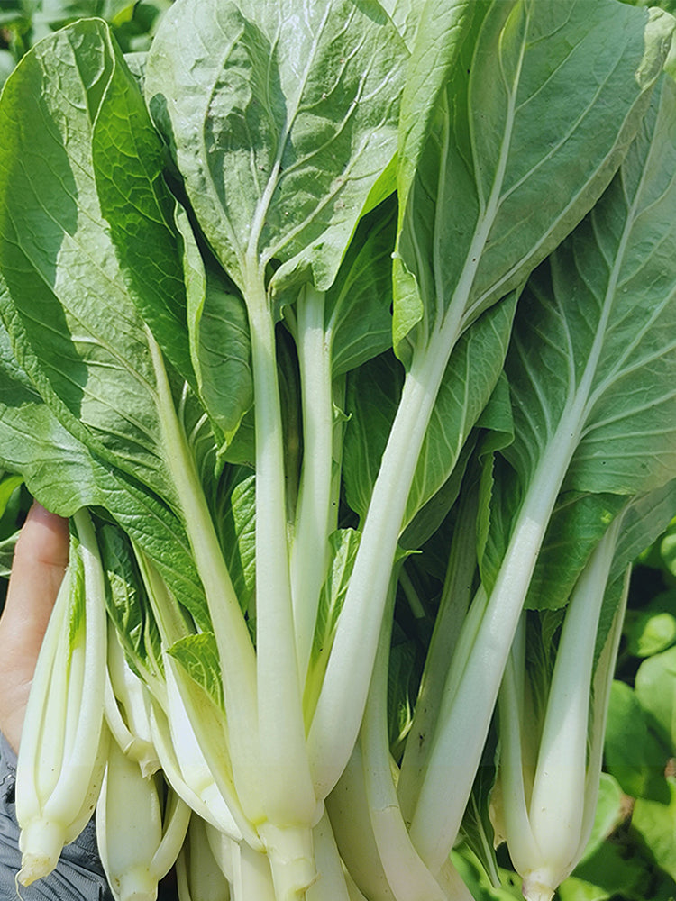 'Chiye No.6' Pak Choi