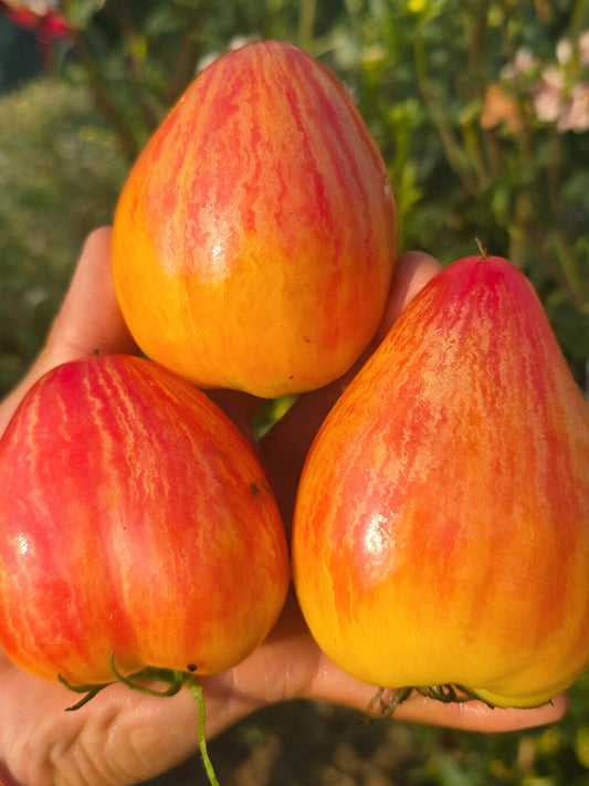 1017 Temptation F7 Tomato